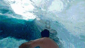 狐狸的旅程